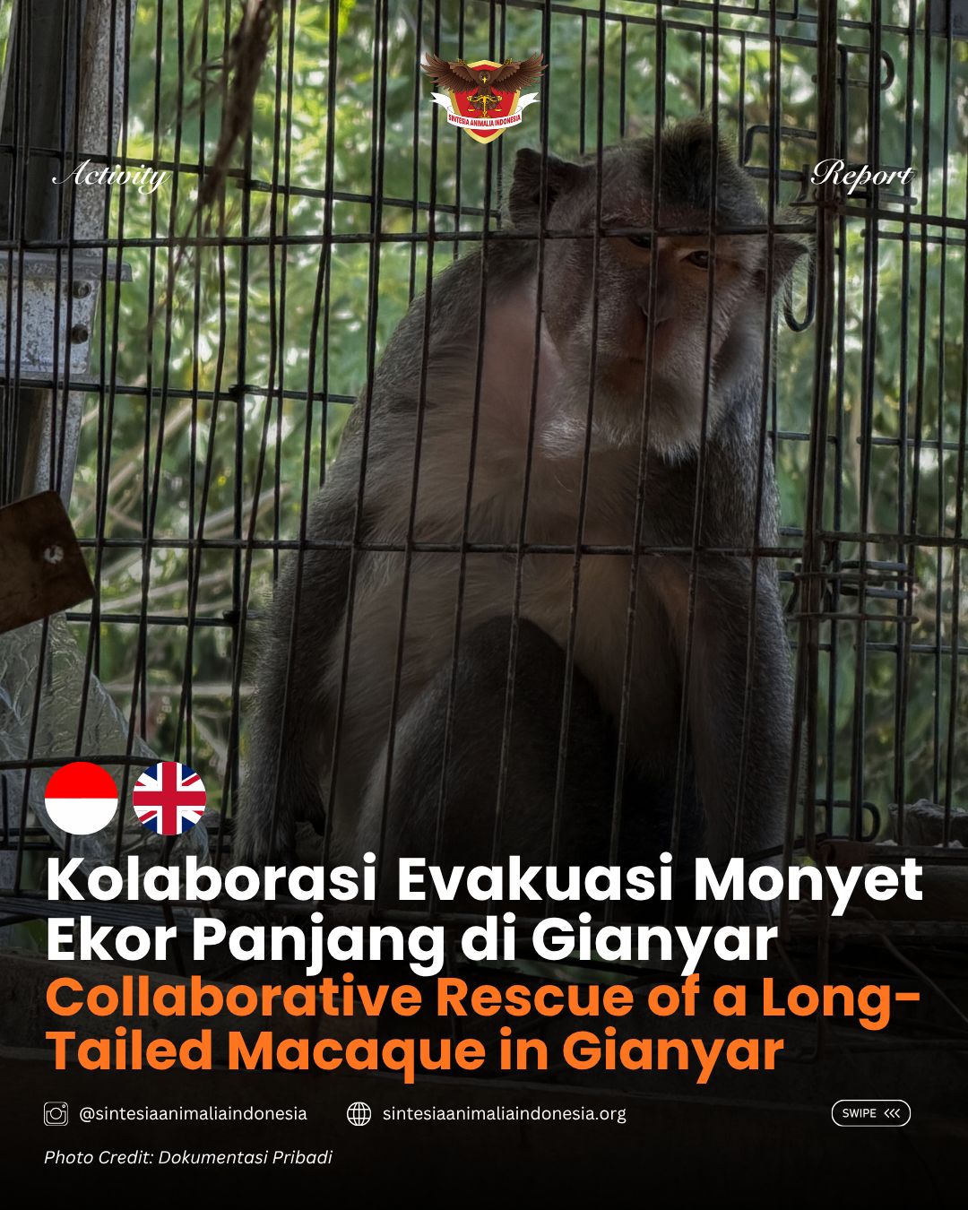 Kolaborasi Evakuasi Monyet Ekor Panjang (MEP) di Gianyar
